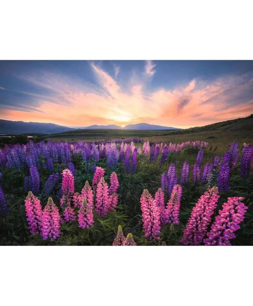 Puzzle de 500 piezas Altramuces (Naturaleza) - Ravensburger - Paisaje y naturaleza Puzzle de 500 piezas Altramuces (Naturaleza) - Ravensburger - Paisaje y naturaleza