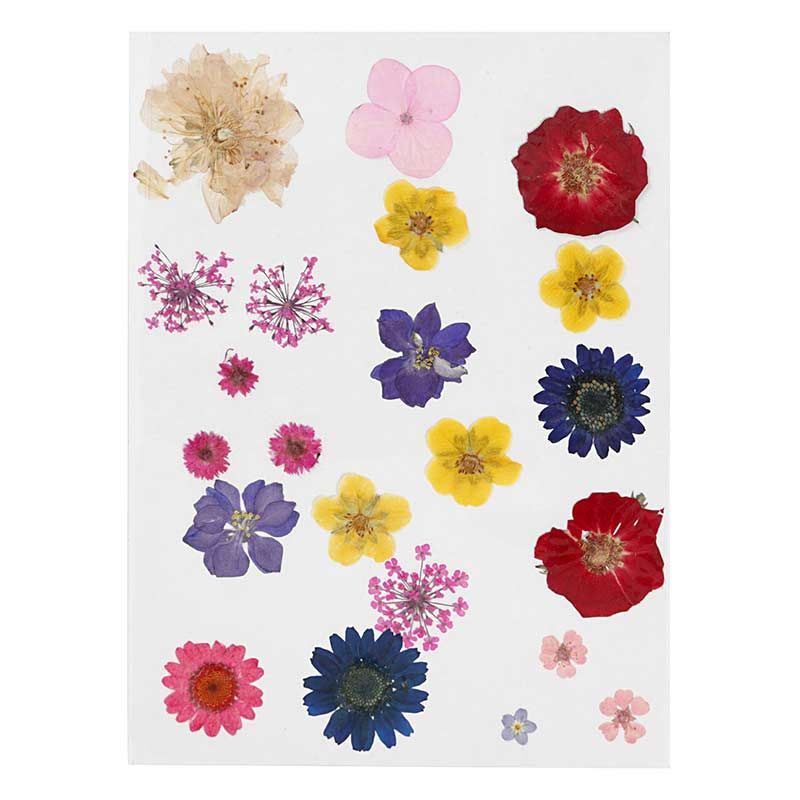 20 Getrocknete und gepresste Blumen - Mehrfarbig