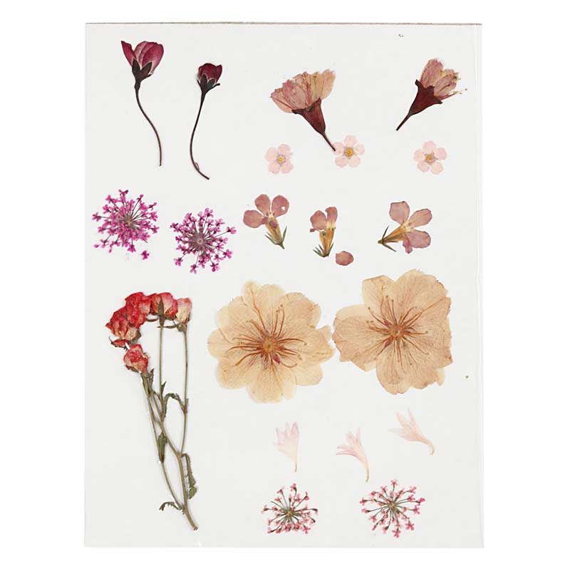 20 Dried and pressed flowers - light pink