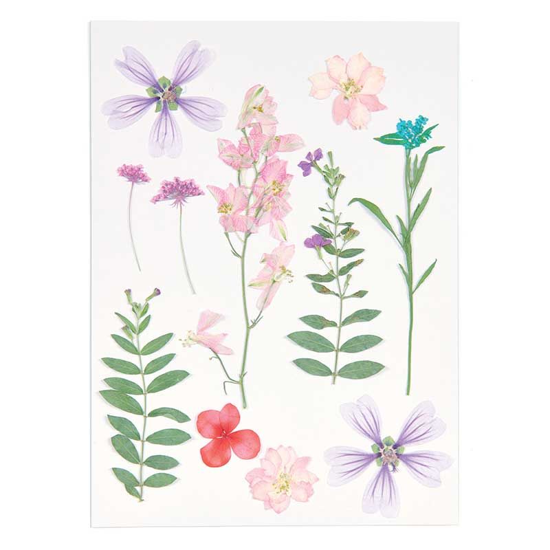 Flores secas y prensadas - Morado y rosa