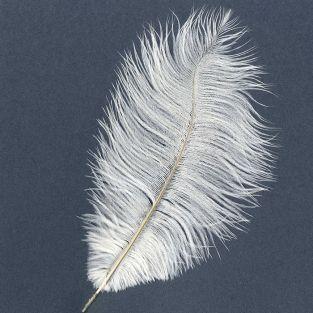  Ostrich feather - White 