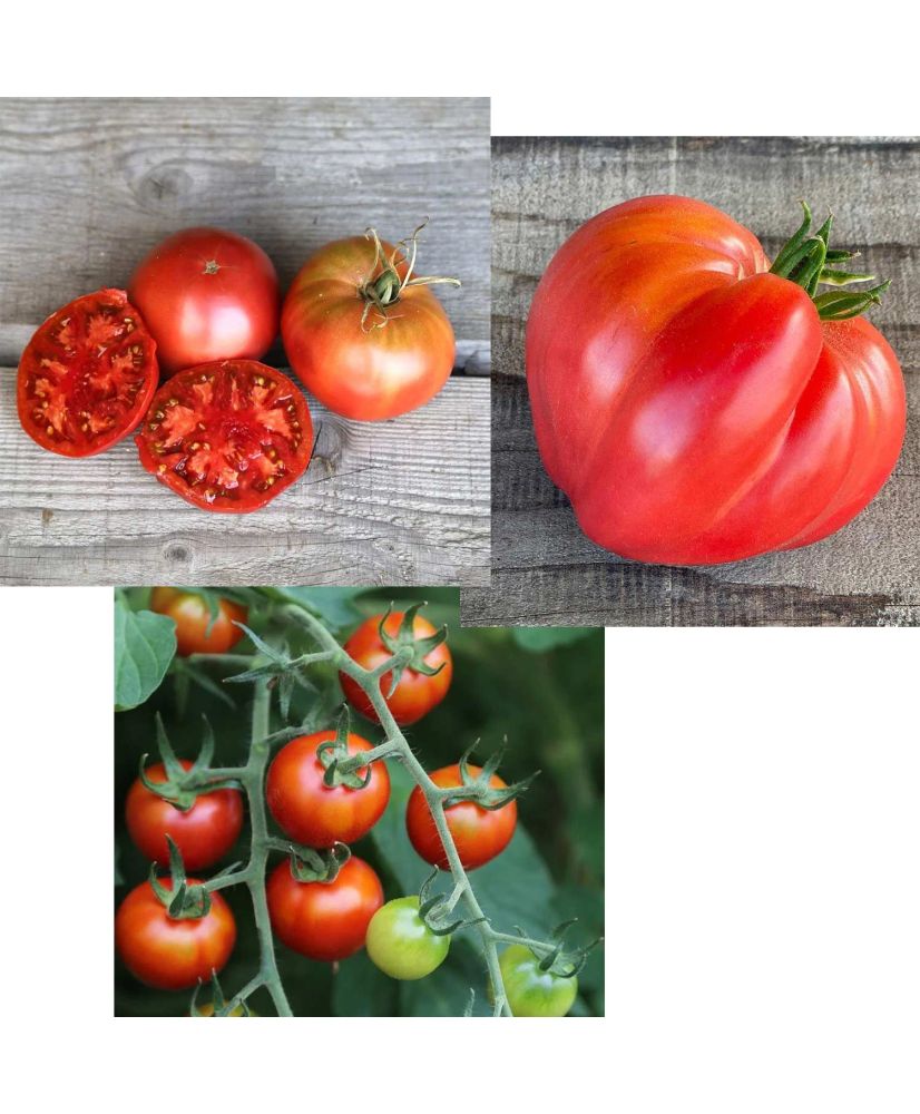 Mélange de graine de tomate cuor di bue bio et de basilic grand