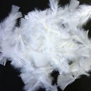 30 plumas de gallo - blanco