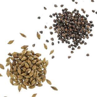 Roasted cereals : Barley and Buckwheat