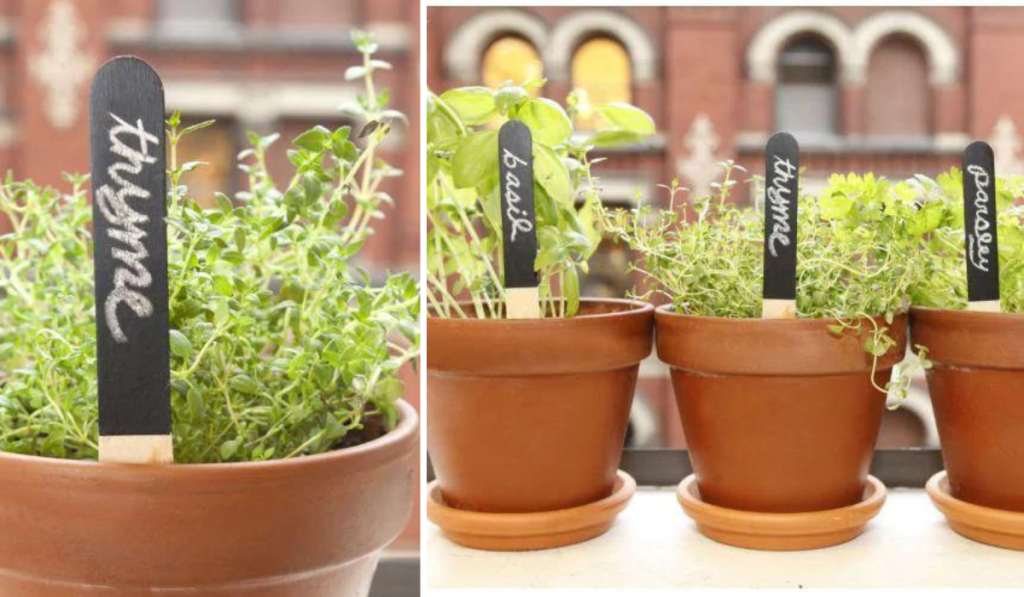 Planter des plantes aromatiques en pots