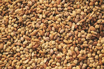 Certified Organic spices